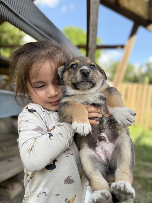 Отдам щенков в хорошие руки