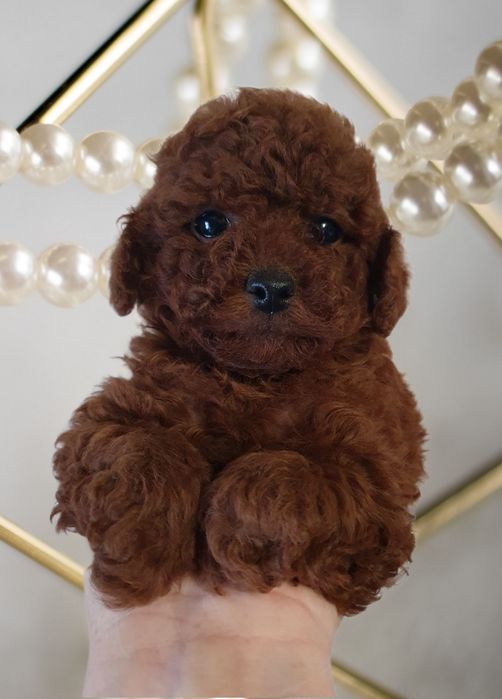 Хлопчик той пудель red brown