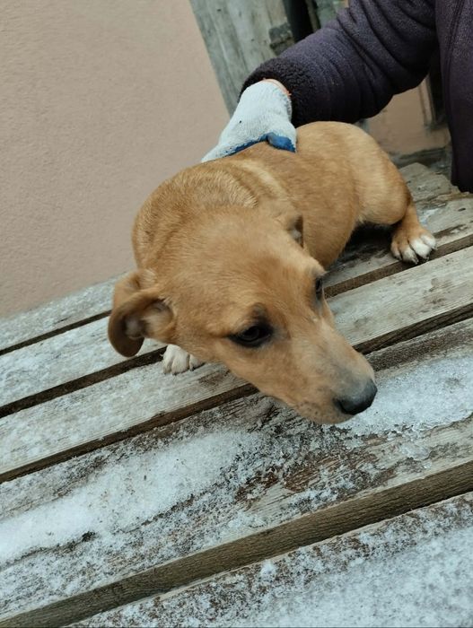 Oddam pieski w dobre ręce