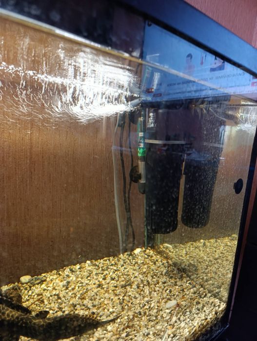 Рибкі хижі риби декоративні риби акваріум стійка для акваріуму