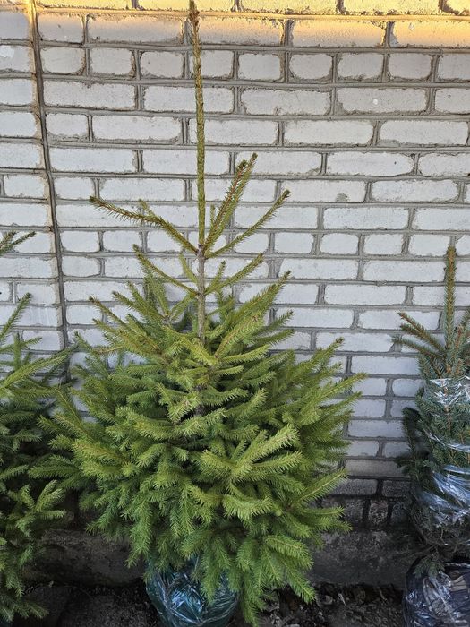 Ялинка блакитна, самшит, туя, ялівець, саджанці декоративних рослин