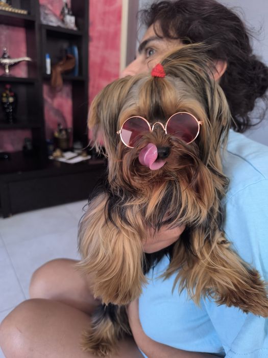 Yorkshire Terrier. Disponível para namoro.