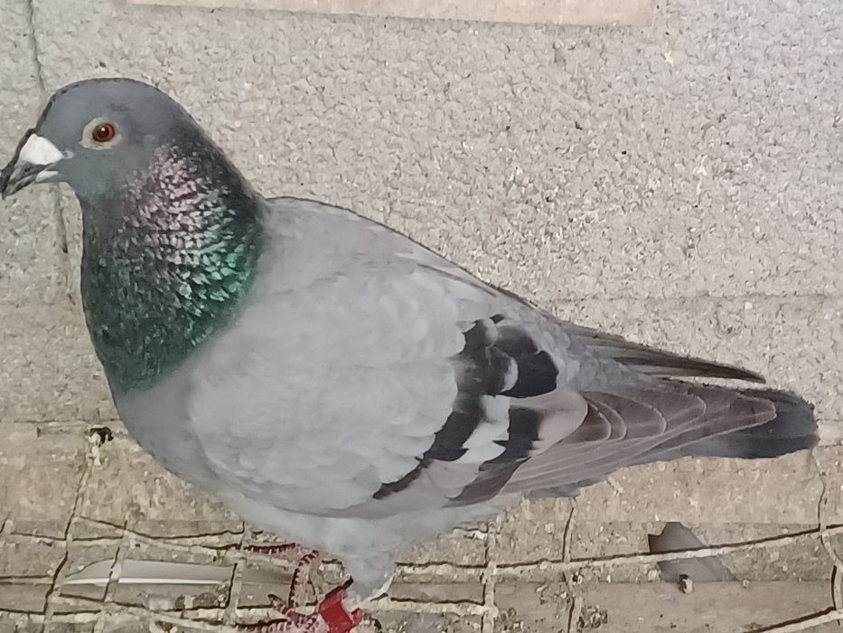 Pombos machos para cedencia