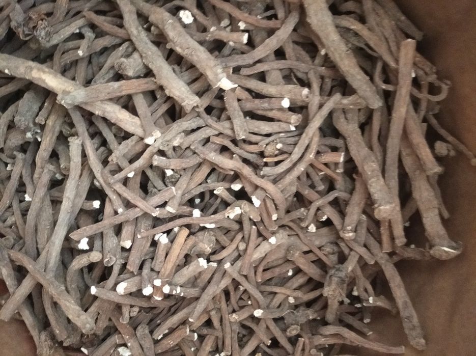 Mniszek lekarski korzeń