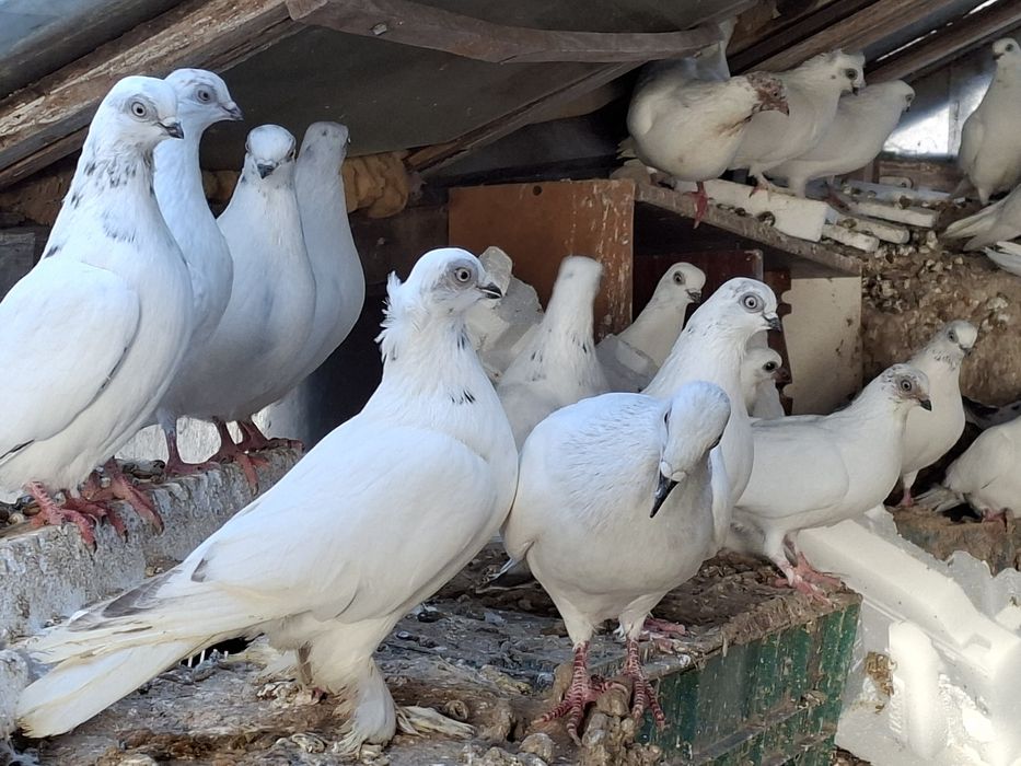 Gołębie winer, winery, winerki