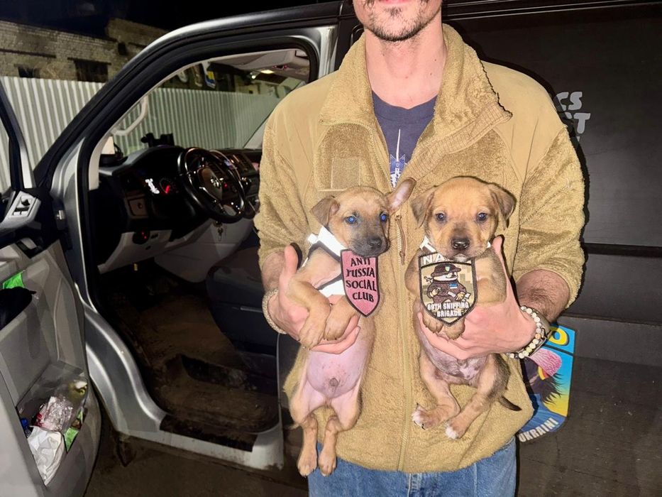 Цуценята цуцики щеночки