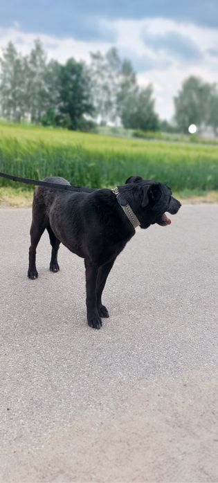 Starszy psiak Rodos szuka domu stałego lub tymczasowego