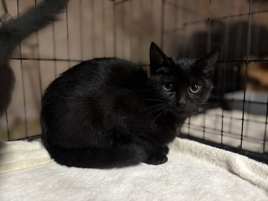 Kotek poleca się do adopcji - pokochaj