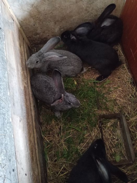 Króliki małe i duże