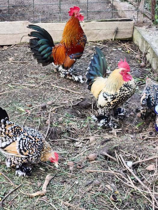 Кури Мільфлер карликові кури