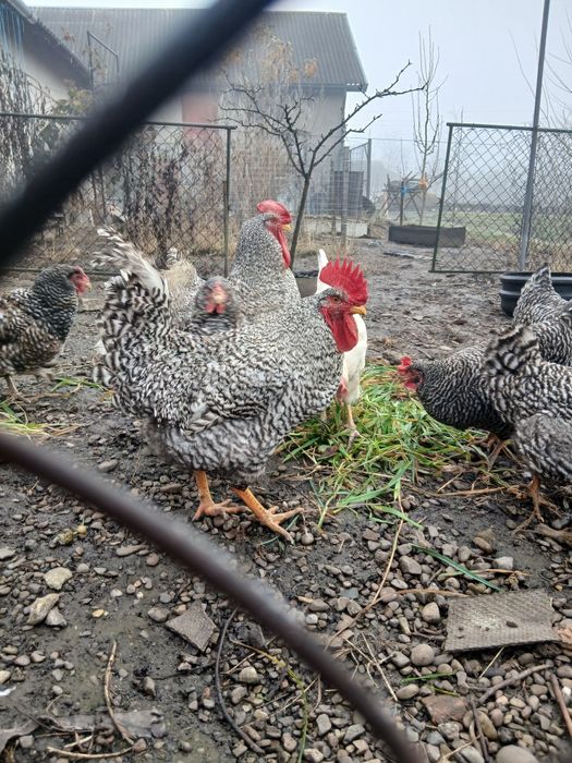 Півень!! Чеський Домінант