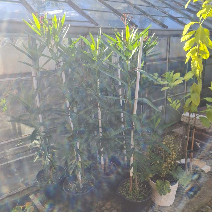 Oleander drzewka 1m