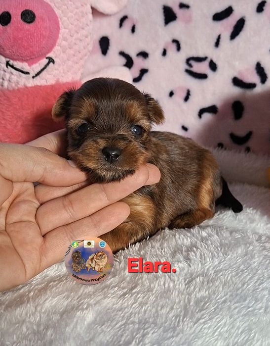 Suczka Yorkshire Terrier Ocean Pearl