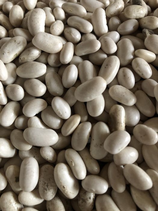 Насіння квасолі сорту «Іголомська»