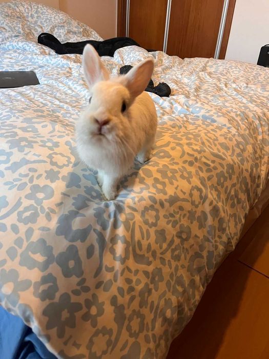 Coelho Miniatura para Adoção