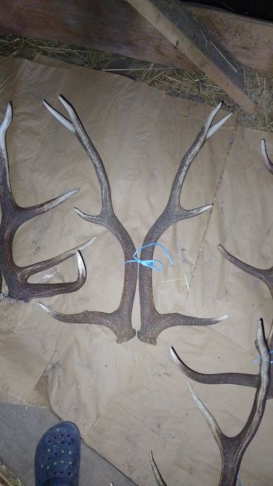 Продам роги оленя