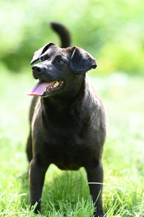 Śliczna Kama czeka na adopcje