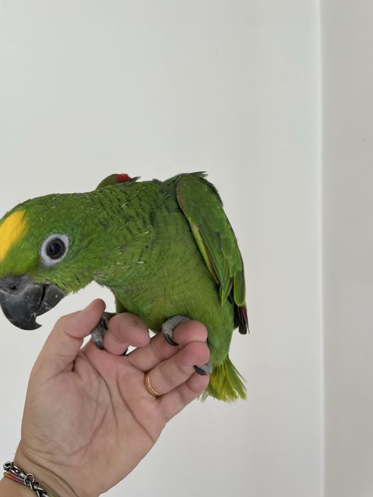 Papagaios amazonas ochrocephalas domesticados