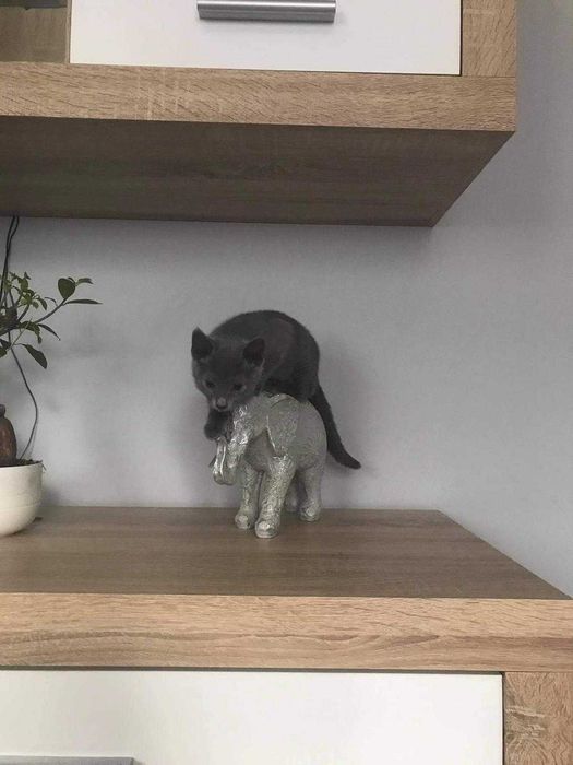 Kociak rosyjski niebieski z Rodowodem World Cat Federation
