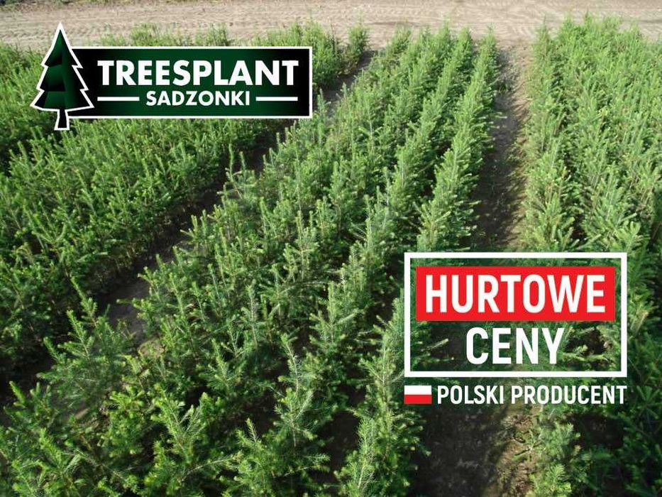 Świerk pospolity Picea Abies / sadzonki świerk srebrny jodła kaukaska