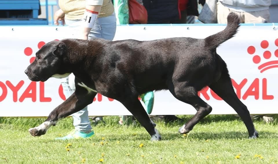 Отдается сука среднеазиатской овчарки