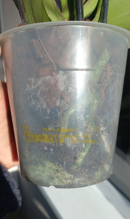 Орхідея фаленопсис пелорик Стеленбош