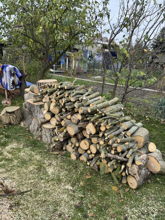Wycinka drzew, usługi arborystyczne