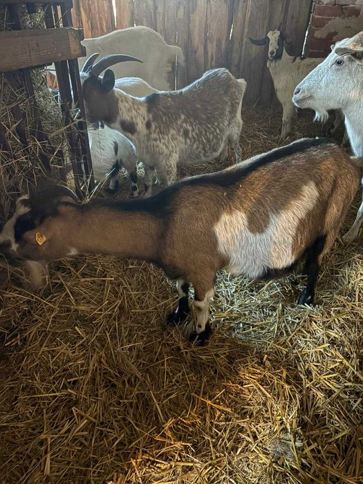 sprzedam kozy likwidacja stada