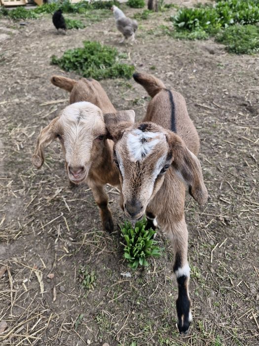 кози нубійські козеньта