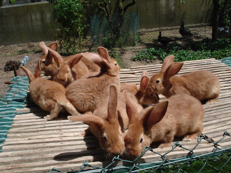 Coelhos Leonardo Borgonha e cruzados gigantes de Flandres