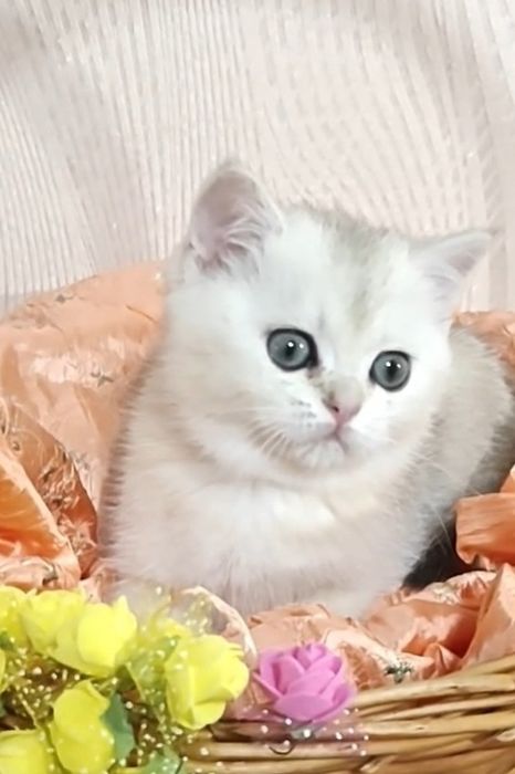 Дівчинка срібляста шиншила