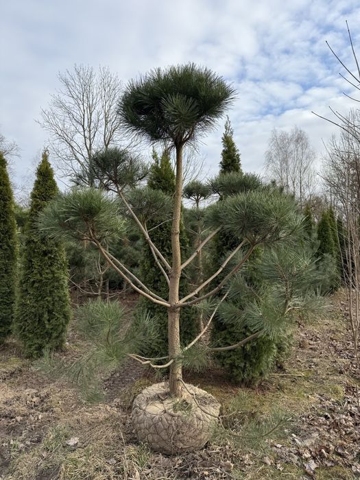 Bonsai Sosna czarna formowana 3m
