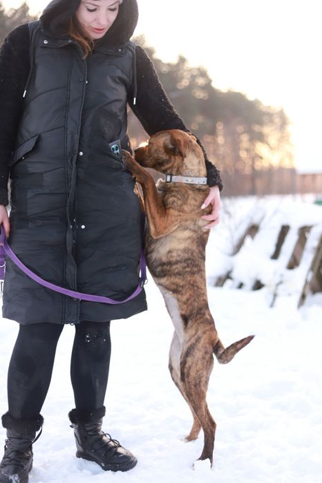 Energiczna, towarzyska i oddana sunia w typie boksera szuka domu