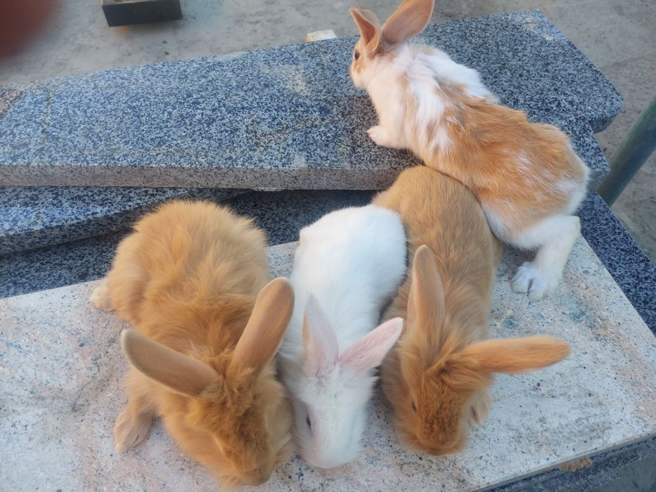 Продаю кролики..