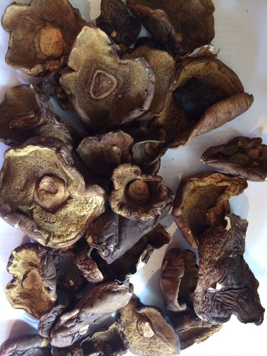 Grzyby suszone- podgrzybki