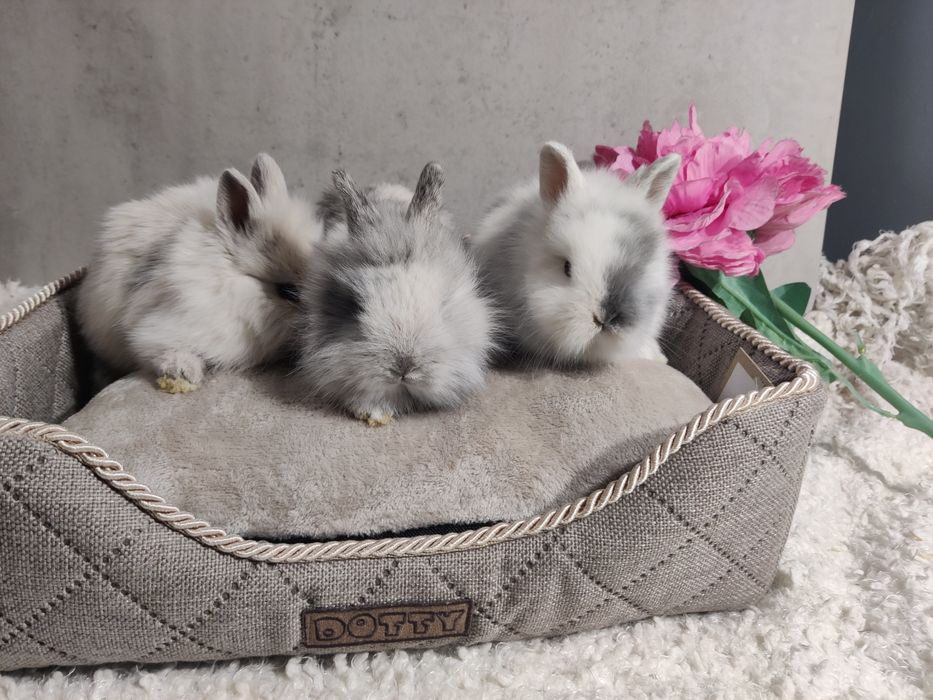 Króliczki Teddy Mini lop Lwie biało szare samiczka i samczyk