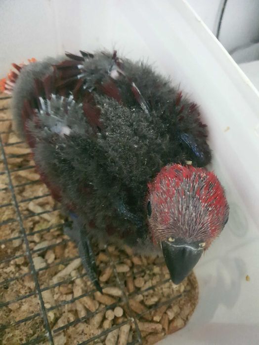 Papagaios Ecletus F e M