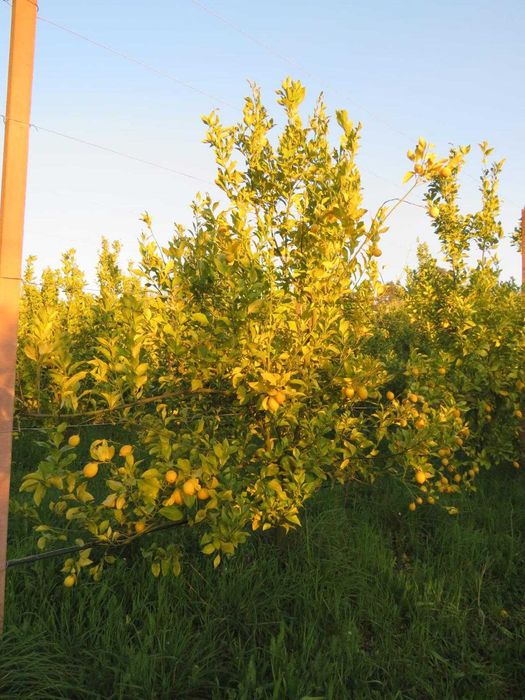Limões 100% de agricultura biológica!