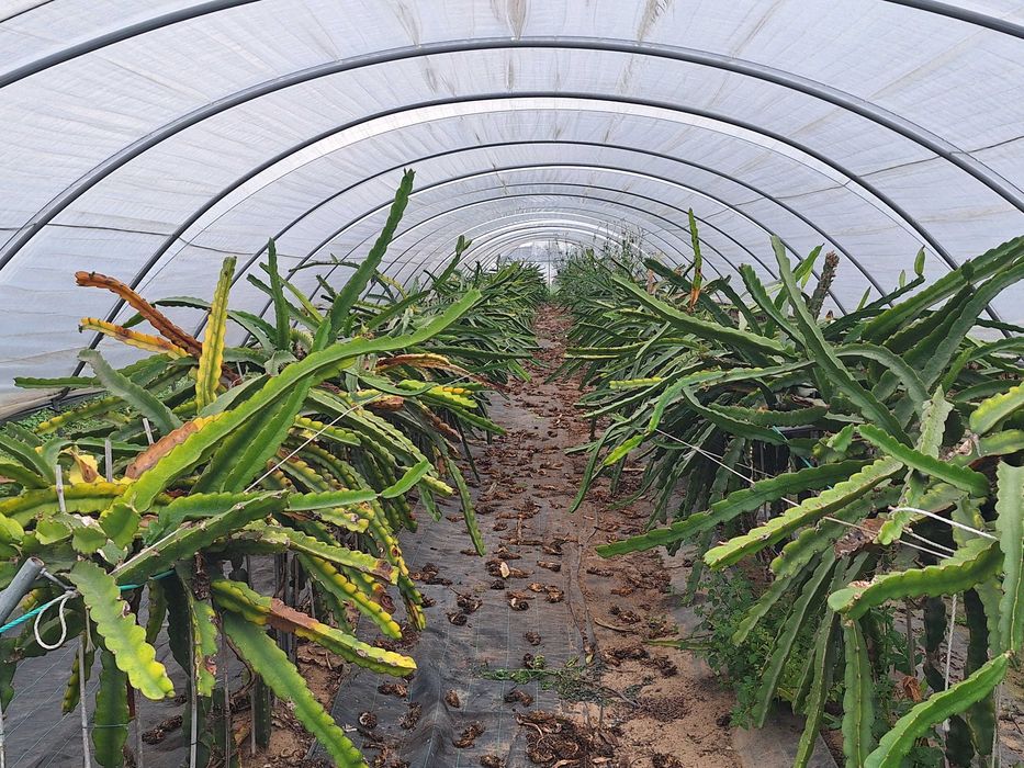 Vendo estruturas de estufas e plantas de pitaya