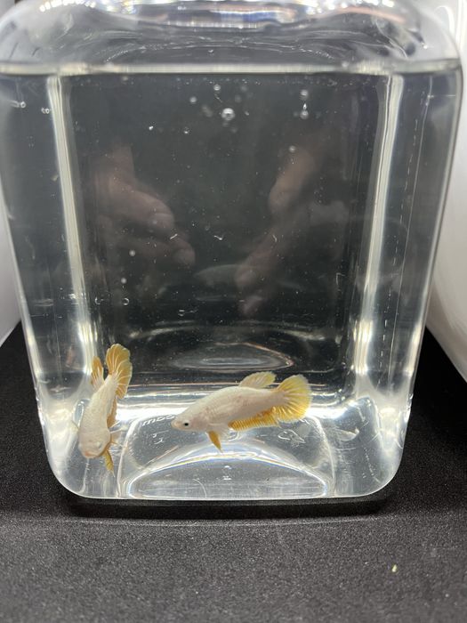 Macho betta splendens