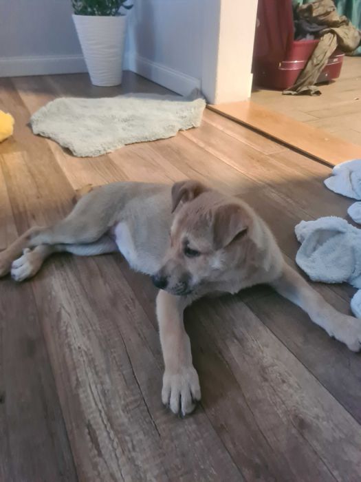 Oddam pieska w dobre ręce