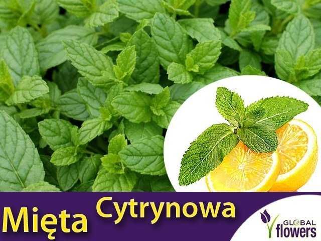 Mięta pieprzowa i cytrynowa mix