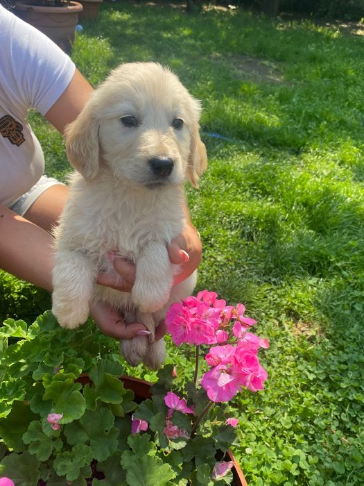 Golden retriever szczeniak Możliwy paszport!!
