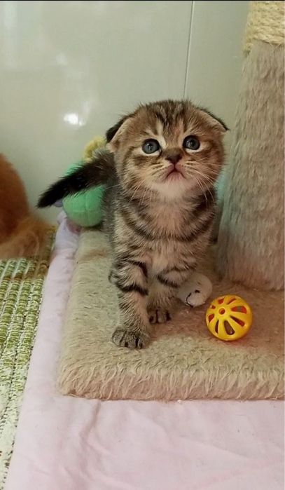 Шотландські кошенята