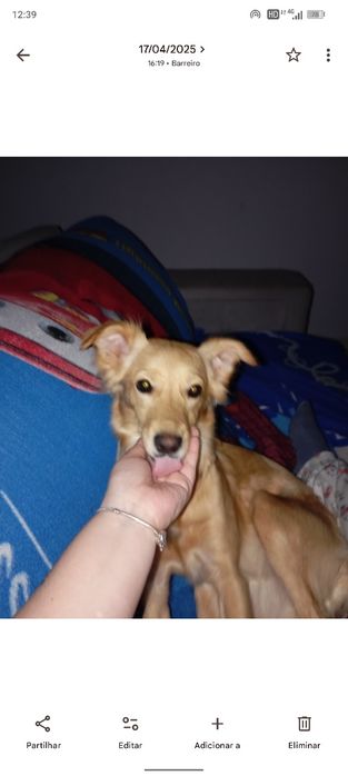 Cadelinha para adoção