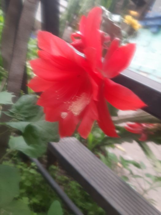 Кімнатні вазони пеларгонії