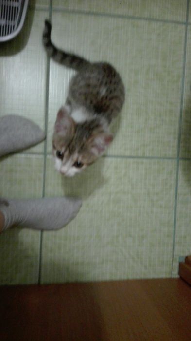 Кошенята шукають дім