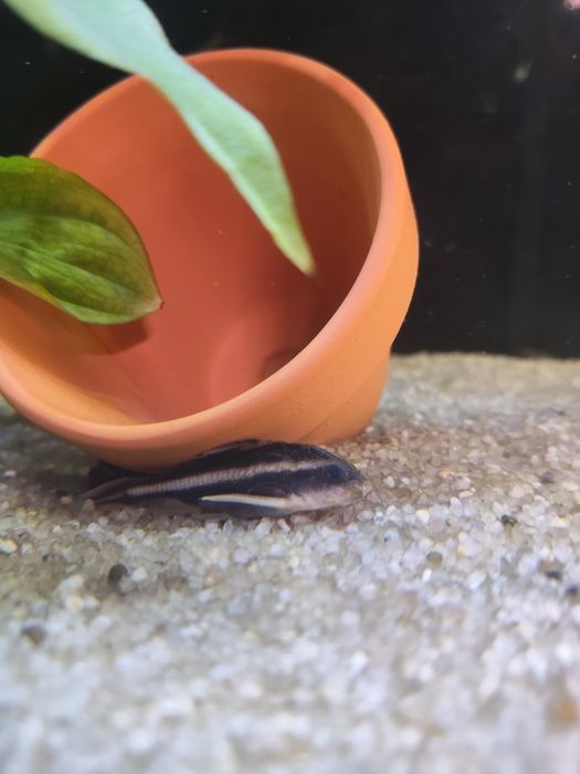 Platydora costatus