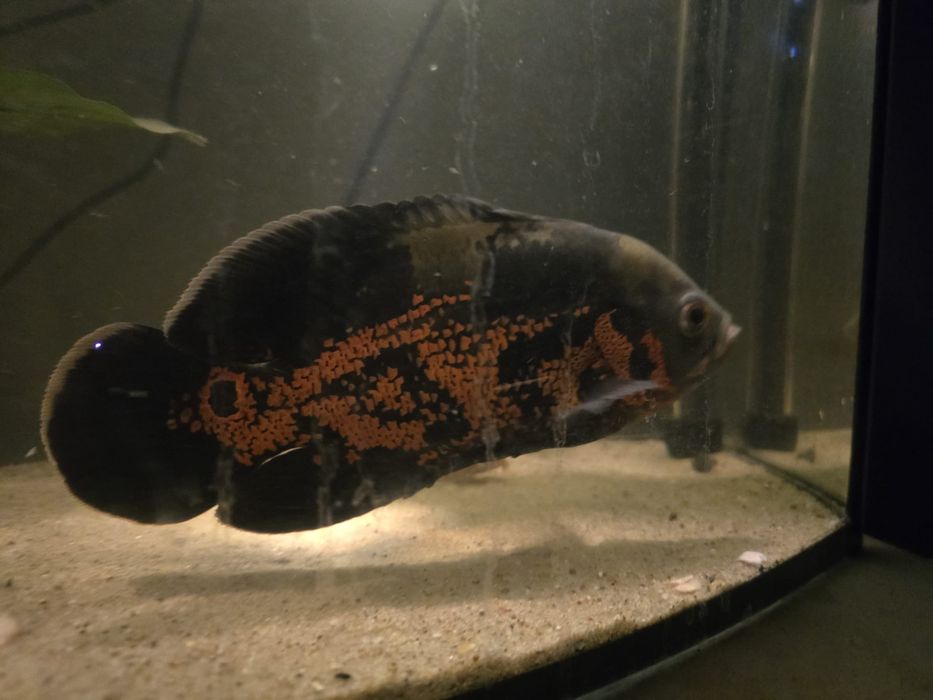 Rybki pawie oka oscary