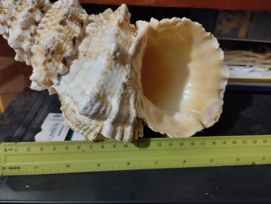 Ракушка натуральная